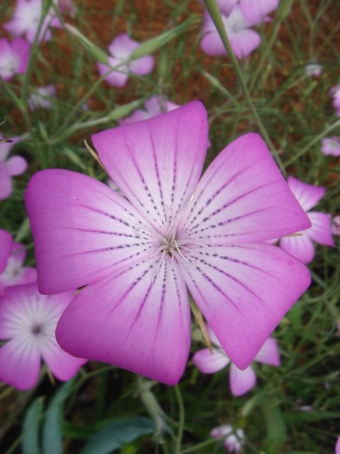 Agrostemma githago
